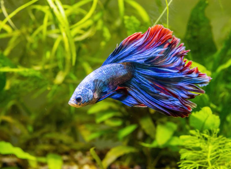 Betta fish