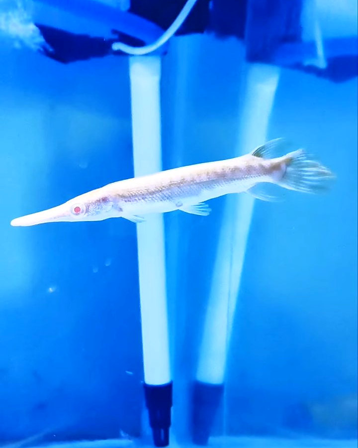 Albino Golden Alligator Gar