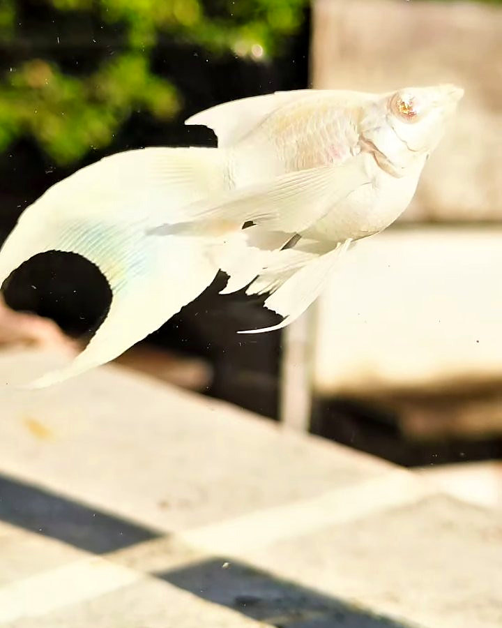 Albino Platinum Crystal Eye