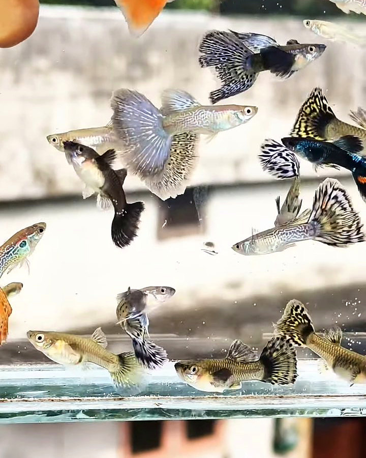 Imported Mixed Guppy