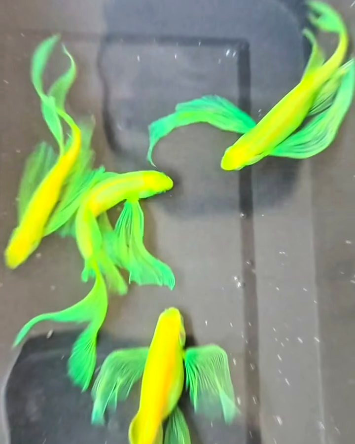 Veil Tail Zebra